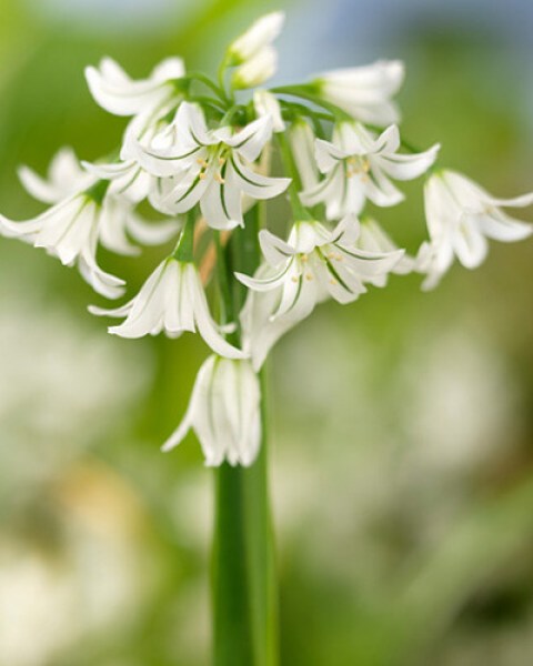 Allium triquetrum